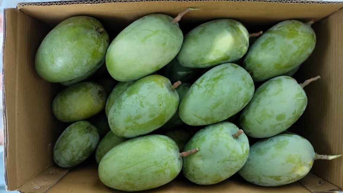 Gir Kesar Mangoes