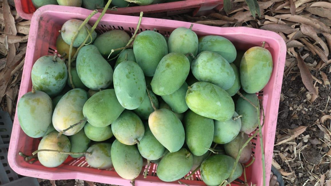 Gir Kesar Mango: What makes it premium for export?